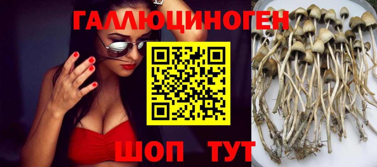 Советск  Псилоцибиновые грибы GOLDEN TEACHER  наркотики  Вход с VPN  Галлюциногенные грибы MAGIC MUSHROOMS 
